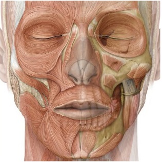 Orofacial Myofunctional Therapy for OSA